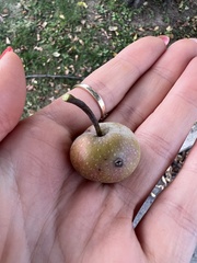 Malus dasyphylla