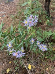 Symphyotrichum divaricatum