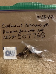 Thaxterogaster purpurascens