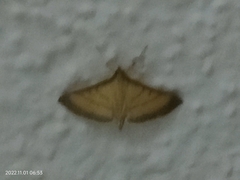 Cnaphalocrocis medinalis