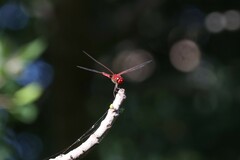 Urothemis aliena