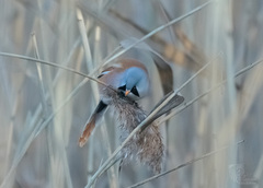 Panurus biarmicus