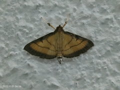 Cnaphalocrocis medinalis