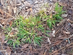 Dichanthelium strigosum