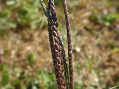 Paspalum distichum