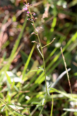 Desmodium strictum