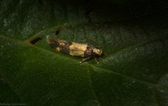 Macrobathra hamaxitodes