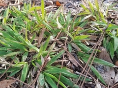 Dichanthelium strigosum