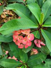 Euphorbia