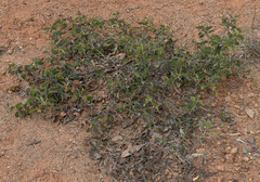 Acacia humifusa