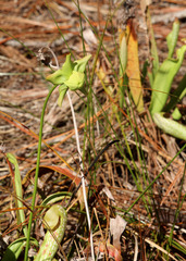 Sarracenia minor