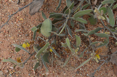 Acacia humifusa