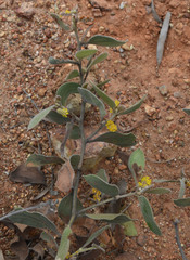 Acacia humifusa