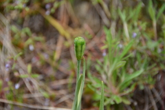 Fritillaria pudica