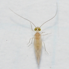 Xanthocaecilius sommermanae