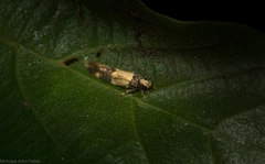 Macrobathra hamaxitodes