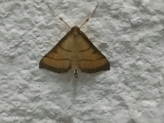 Cnaphalocrocis medinalis