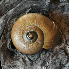 Powelliphanta