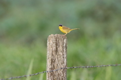 Geothlypis poliocephala