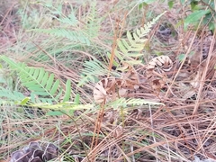 Pteridium aquilinum pseudocaudatum