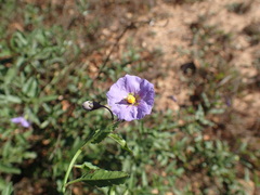 Solanum xanti