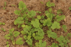 Lamium amplexicaule
