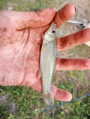 Fundulus seminolis