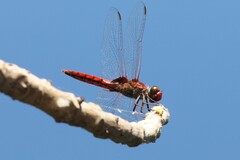 Urothemis aliena