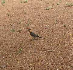 Colaptes campestris campestris