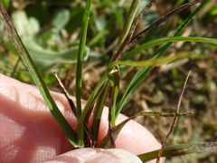 Paspalum distichum