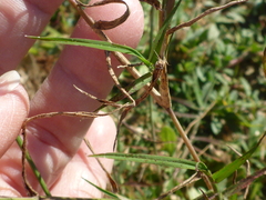 Paspalum distichum