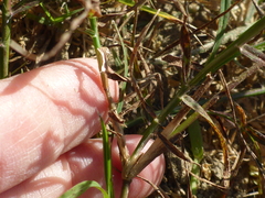Paspalum distichum