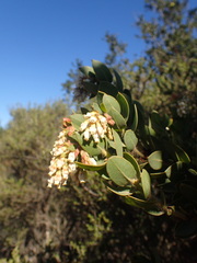 Arctostaphylos purissima