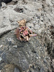 Panulirus interruptus