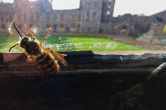 Vespula vulgaris