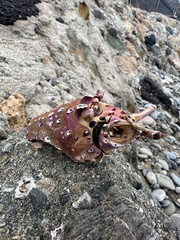 Panulirus interruptus