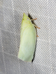 Colgaroides acuminata