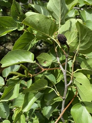 Alnus cordata