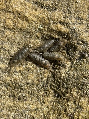 Ligia occidentalis