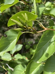 Alnus cordata