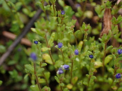 Veronica verna