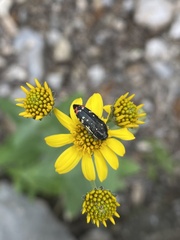 Acmaeodera