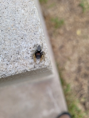 Phidippus mystaceus