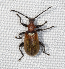 Ecnolagria rufescens