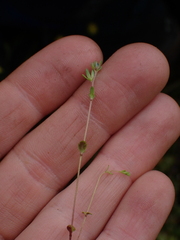 Veronica verna