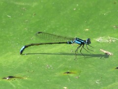 Ischnura kellicotti