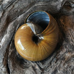 Powelliphanta