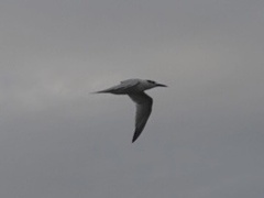 Thalasseus sandvicensis