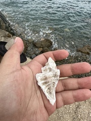 Ocenebrinae