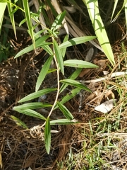 Solidago leavenworthii
